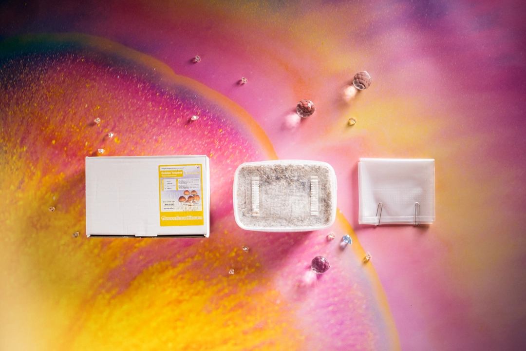 growkit-golden-teacher-zestaw-do-uprawy