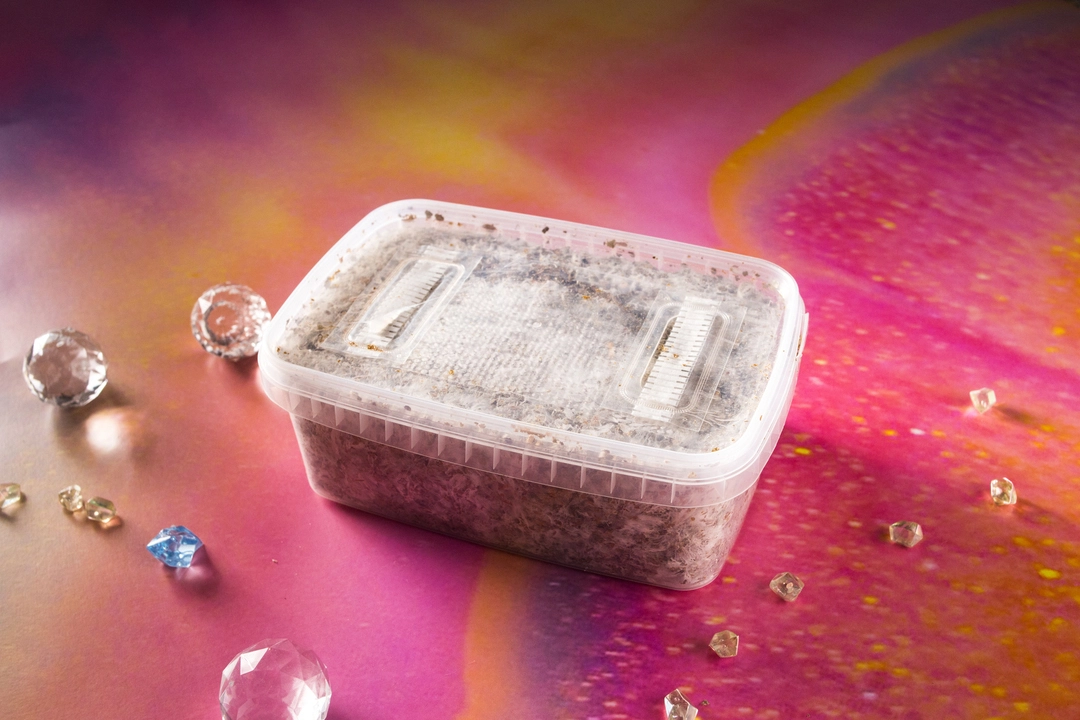 Mazatapec strain – mycology research growkit