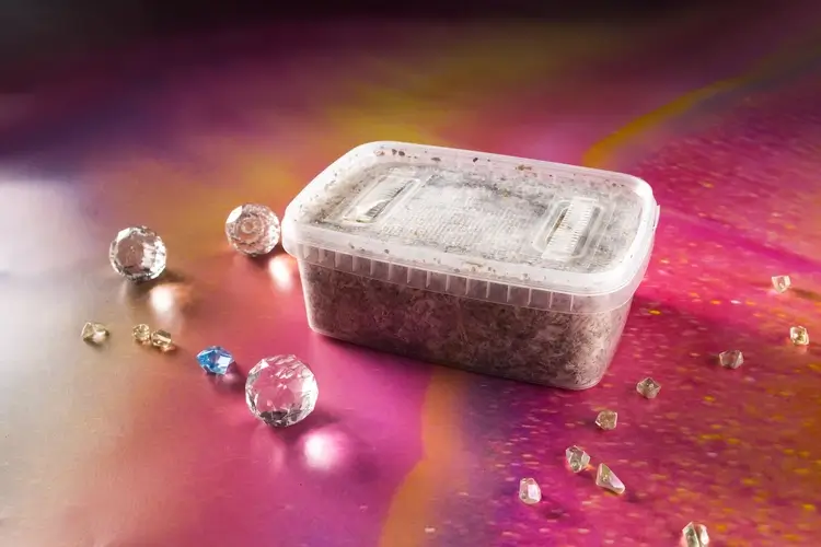 growkit kolekcjonerski Golden Teacher – zestaw edukacyjny