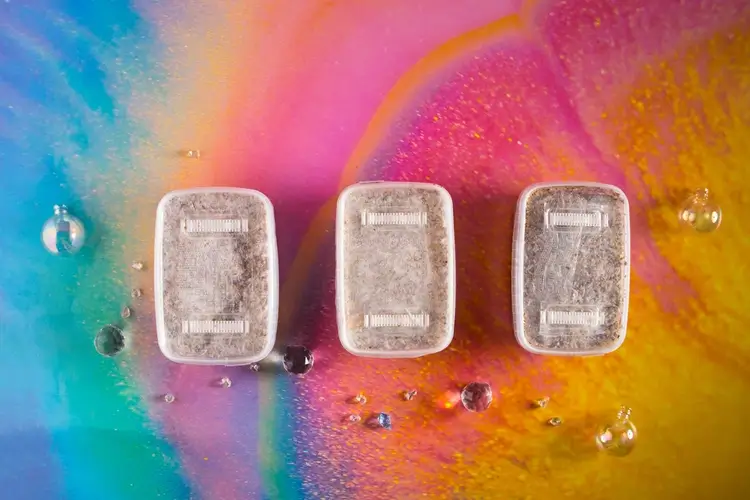 zestawy growkit kolekcjonerskie – odmiany Golden Teacher i inne